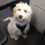Puppy!